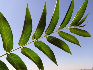 green leaves against blue sky