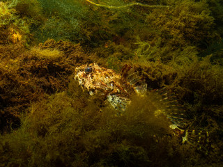 A closeup picture of a longspined bullhead, Taurulus bubalis, also known as the longspined sea-scorpion. Picture from Oresund, Malmo, Southern Sweden