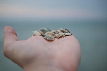 seashells on hand
