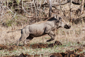 Warzenschwein (Phacochoerus Aethiopicus), Männchen, Krüger Nationalpark, Südafrika,Warzenschweine (Phacochoerus africanus) sind eine Unterart aus der Familie der Echten Schweine 