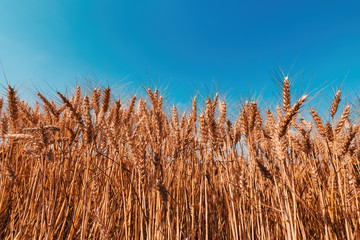 Fototapeta premium Ripe harvest ready wheat crop field in summer