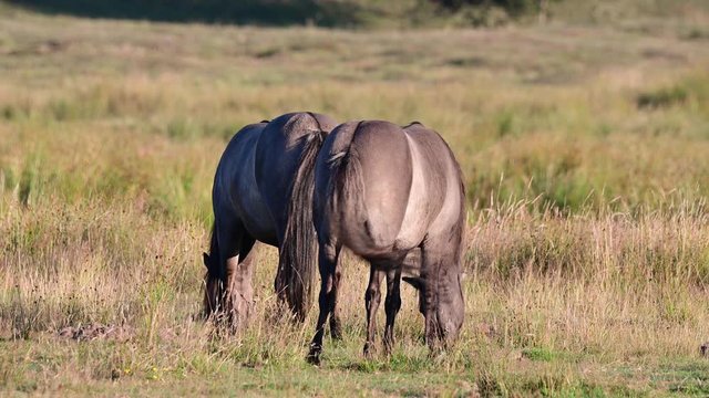 Eurasian wild horses, tarpans are grazing on the meadow in a nature reserve, summer, north germany, (equus ferus)