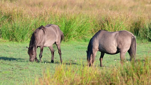 Eurasian wild horses, tarpans are grazing on the meadow in a nature reserve, summer, north germany, (equus ferus)