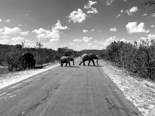 Elefanten in Südafrika