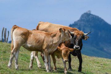 Cows grazing with the hermitage of Las Nieves in the background