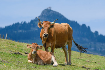 Cows grazing with the hermitage of Las Nieves in the background