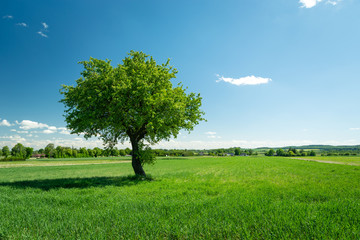 Fototapeta na wymiar A green tree in a green field, a sunny summer day