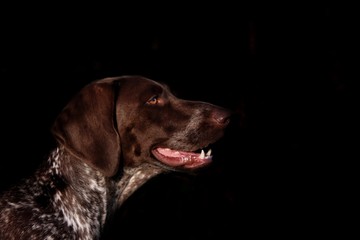 Side View Portrait of a German Shorthaired Pointer