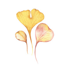 Watercolour set illustration of autumn leaves. Ginkgo biloba yellow leaves.