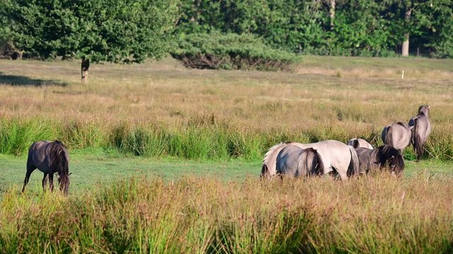 Eurasian wild horses, tarpans are grazing on the meadow in a nature reserve, summer, north germany, (equus ferus)