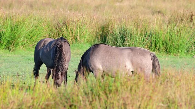 Eurasian wild horses, tarpans are grazing on the meadow in a nature reserve, summer, north germany, (equus ferus)