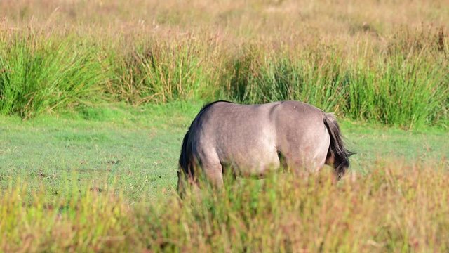 Eurasian wild horses, tarpans are grazing on the meadow in a nature reserve, summer, north germany, (equus ferus)