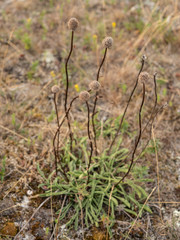 Desert flowers
