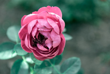 pink rose bud in the garden