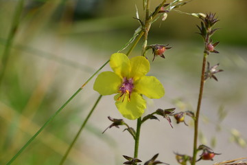 VERBASCUM BLATTARIA VERS THONON-LES-BAINS