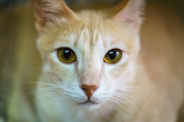 Cat face close-up with eyes wide open - portrait of kitten