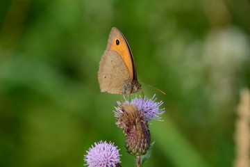 Fototapeta premium FADET COMMUN VERS THONON-LES-BAINS