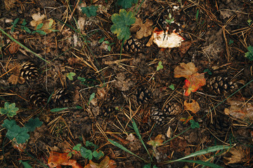 forest ground with leafs, cones, stiks