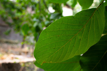 Green walnut leaf in the garden