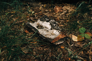 dead tree trunk on the ground