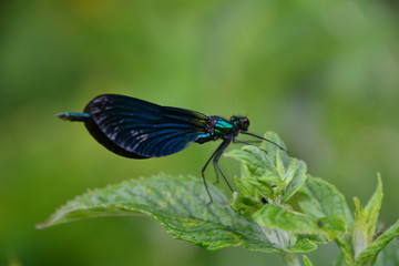 DEMOISELLE BLEUE VERS THONON-LES-BAINS 