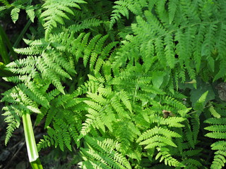 Beautyful ferns leaves green foliage natural floral fern background in sunlight.