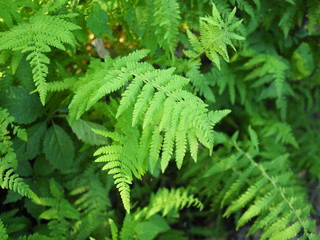 Beautyful ferns leaves green foliage natural floral fern background in sunlight.