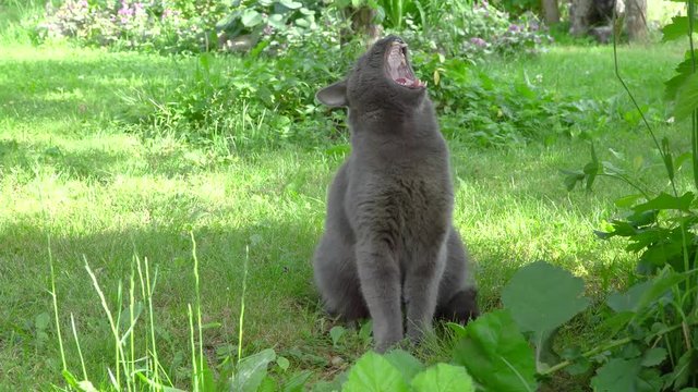 The cat sits on the grass and turns its head and yawns. Domestic (siam thai cat ).