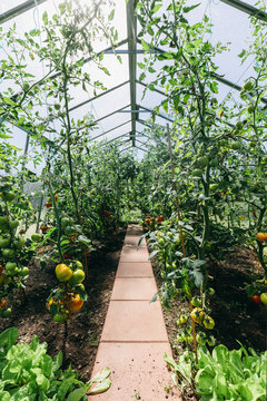 Backyard Greenhouse With Tomato Growing