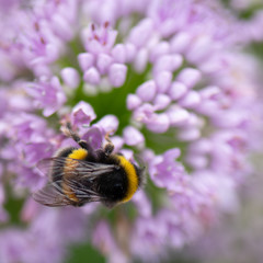 Bumble bee collecting pollen