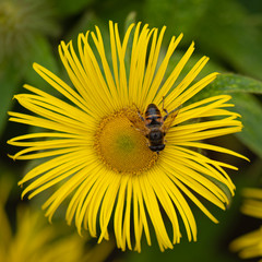 Honey bee collecting pollen from Elecampane, Inula helenium flower