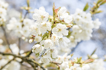 White blooming cherry tree. Natural close up photography. Spring theme