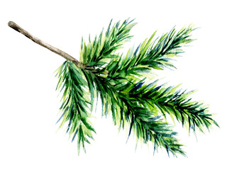 Spruce branch, watercolor fir branch, Christmas tree isolated on white. Botanical illustration hand painting.