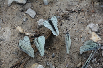 BEAU GROUPE DE PAPILLON