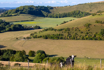 Melbury Down in Dorset, UK