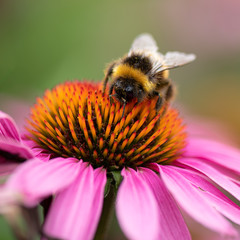 Bumble bee collecting pollen from an Echinacea