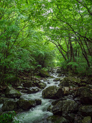 Fototapeta premium 沢