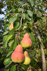 Beautiful yellow-red pears on a tree branch.