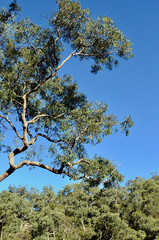 tree with blue sky