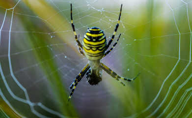 Spider in web 