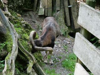 Chamois qui mange