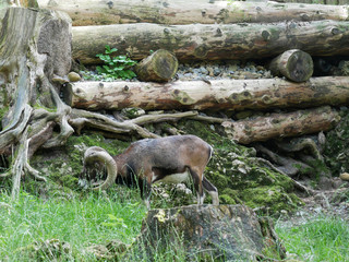 Chamois qui mange