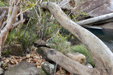 dead tree in the forest