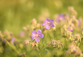 Blurred background. Field summer purple flowers on a green background. Meadow geranium. Copy space.