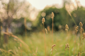 Green meadow grass. Macro. Summer concept. Selective focus. Plants, flowers. Copy space.