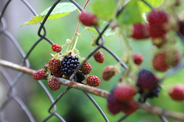blackberry
close up of ripe blackberries in the garden, on the bushes grows ripe and unripe blackberries with selective focus. Harvest concept