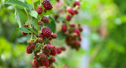 blackberry
close up of ripe blackberries in the garden, on the bushes grows ripe and unripe blackberries with selective focus. Harvest concept