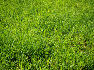 雑草が生い茂る風景