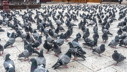 Obraz premium Only pigeones on Bascarsija Square in Sarajevo during Covid crisis