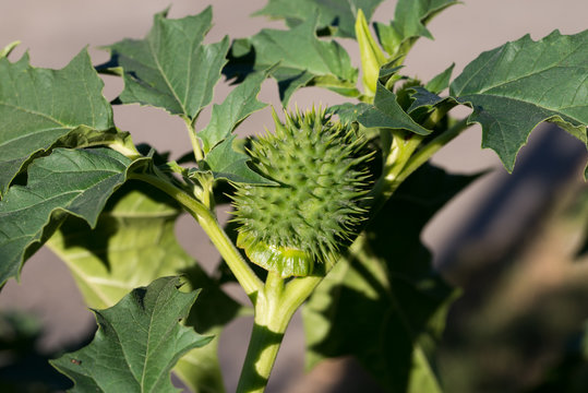 Datura stramonium, thorn apple, jimson weed,  devil's snare fruit closeup selective focus